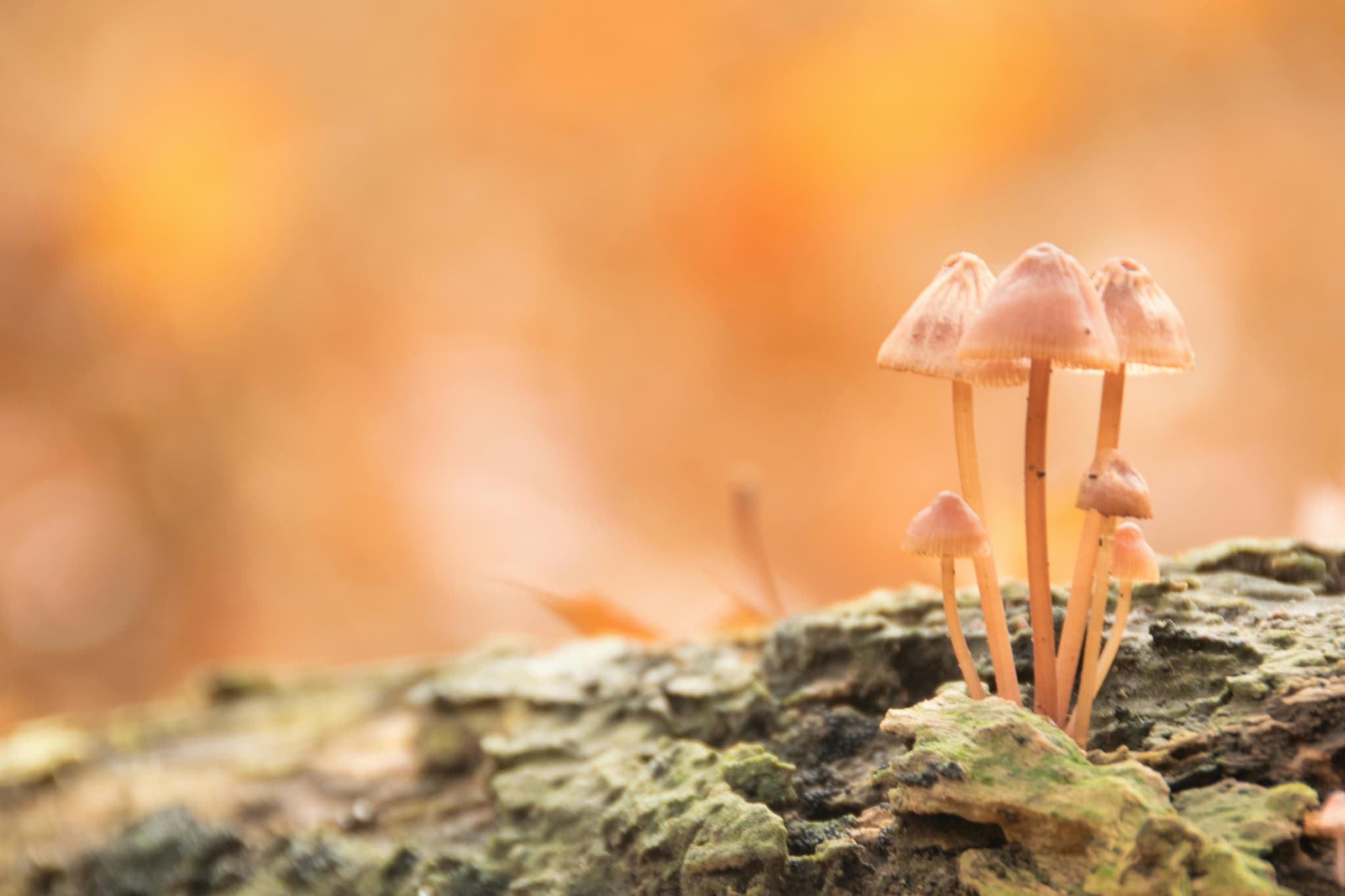 HOW MUSHROOMS ENHANCE FLAVOR IN CHEF-CRAFTED RECIPES